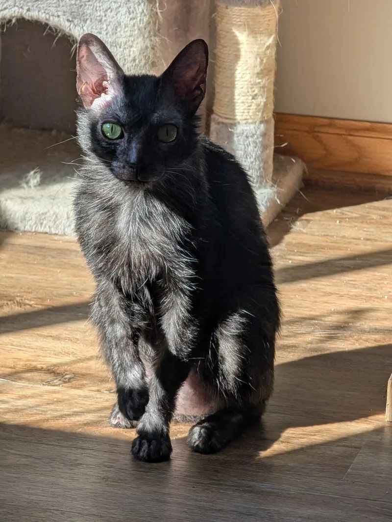 Princess Vivi
