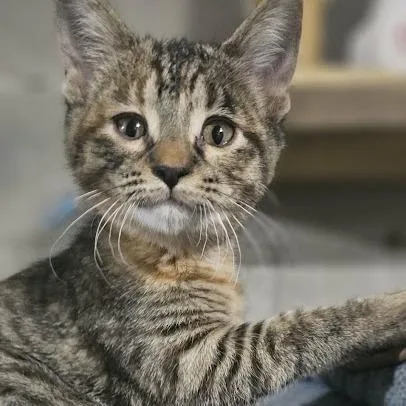 A baby small-sized female Brown / Chocolate Domestic Short Hair cat named Lola for adoption in Sioux Falls, SD
