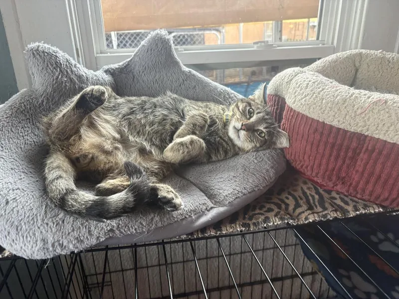 A baby medium-sized male American Shorthair cat named Coyote Ross for adoption in El Dorado, AR