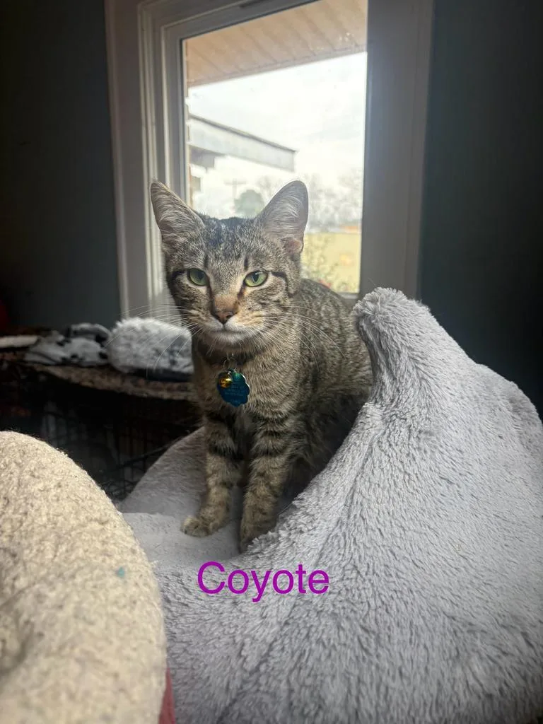 Coyote Ross thumbnail 2