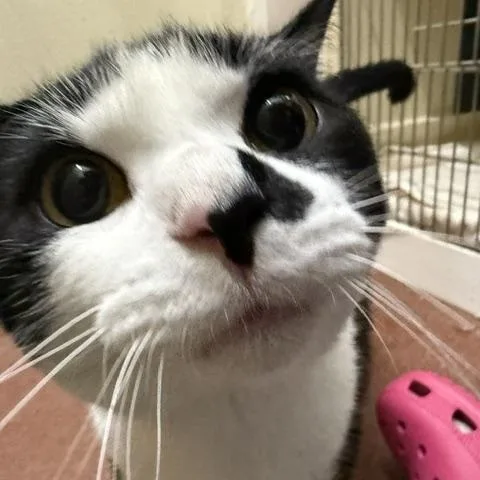 A young medium-sized male Domestic Short Hair cat named Ace for adoption in Saranac Lake, NY