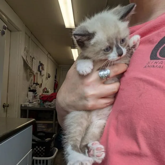 A baby small-sized female Cream / Ivory Domestic Short Hair cat named Feta for adoption in Greenville, PA