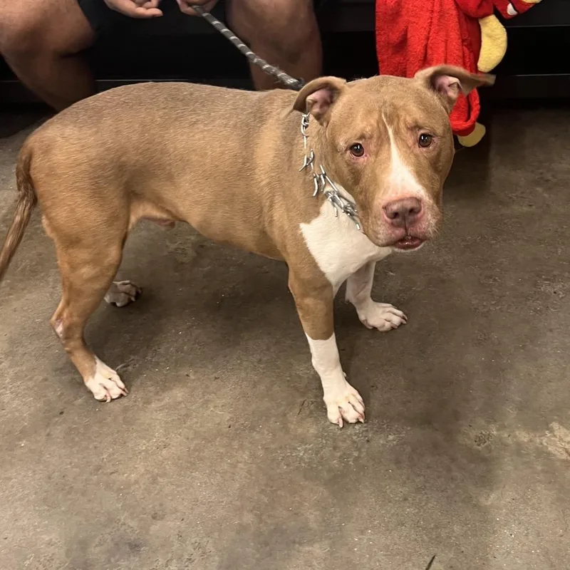 A senior large-sized male Terrier dog named Kai for adoption in Tampa, FL