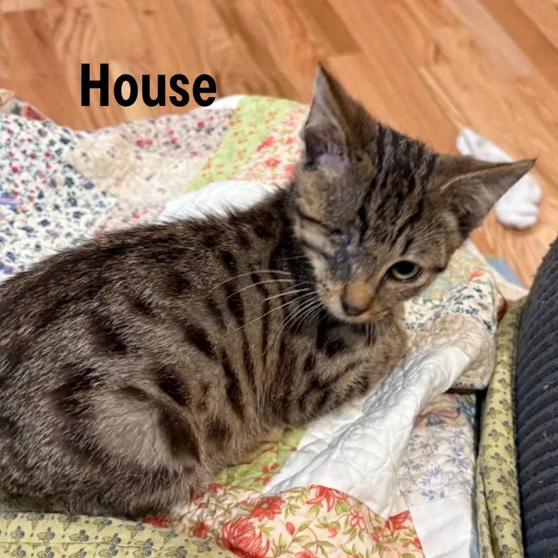 House thumbnail 4