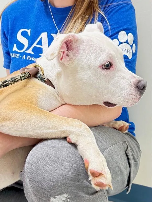 A young medium-sized female Pit Bull Terrier dog named Nessa for adoption in Skillman, NJ