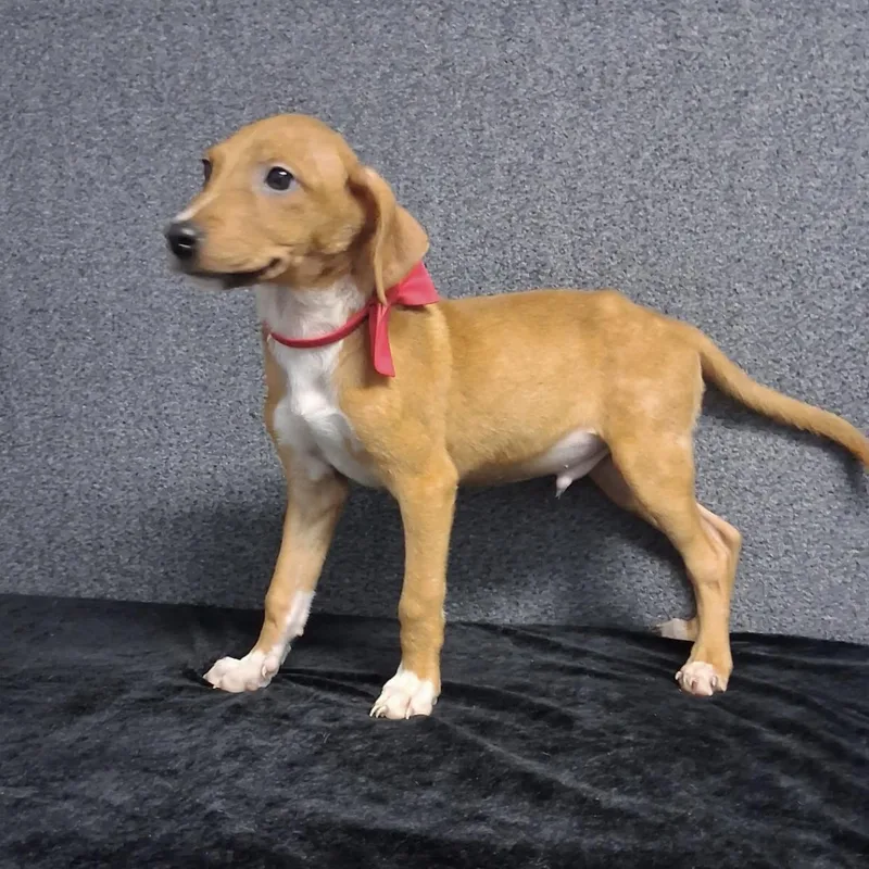 A baby medium-sized male Mixed Breed dog named Melvin for adoption in Medfield, MA