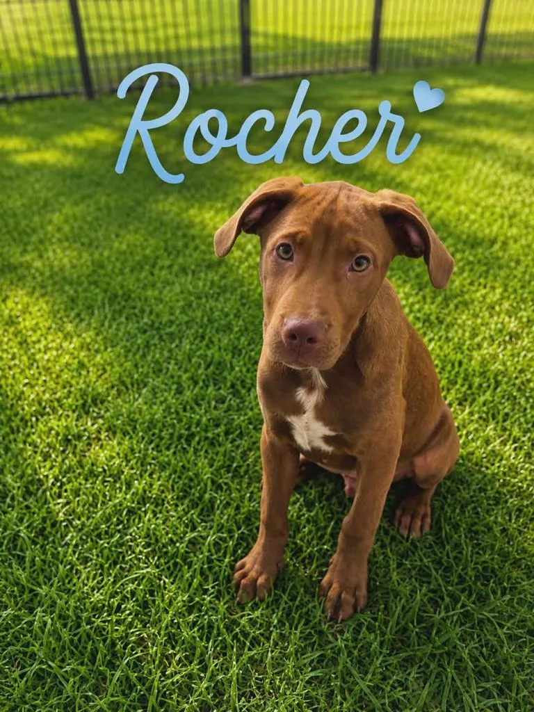 Rocher