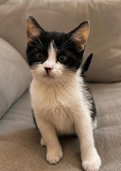 A baby medium-sized female Black & White / Tuxedo Domestic Short Hair cat named Firestar for adoption in Mokena, IL