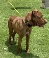 An adult medium-sized male Brown / Chocolate Pit Bull Terrier dog named Peanut for adoption in Denton, TX