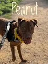 Peanut thumbnail 2