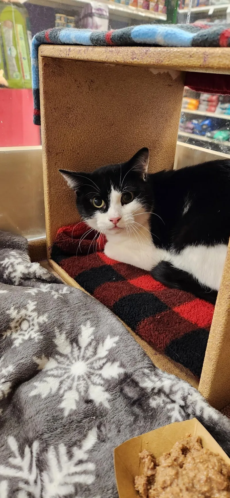 Mister Gravies thumbnail 2