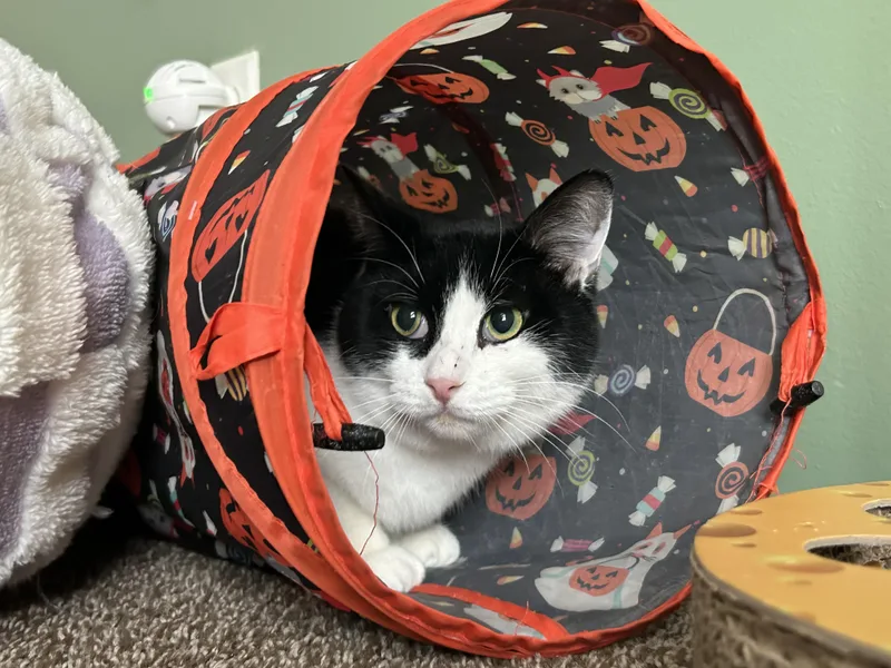 Mister Gravies thumbnail 3