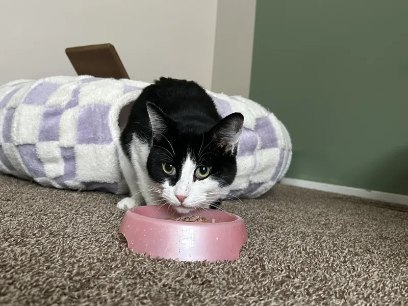 Mister Gravies thumbnail 4