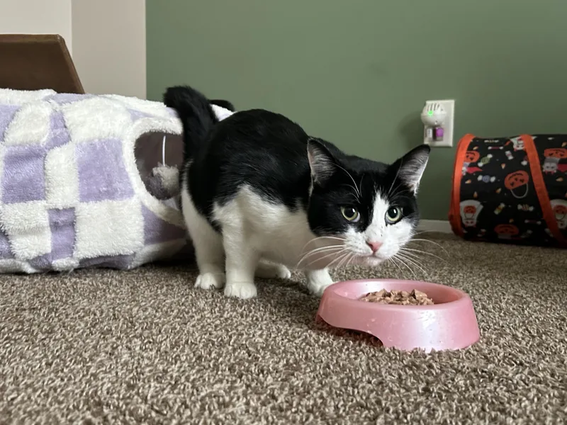 Mister Gravies thumbnail 5