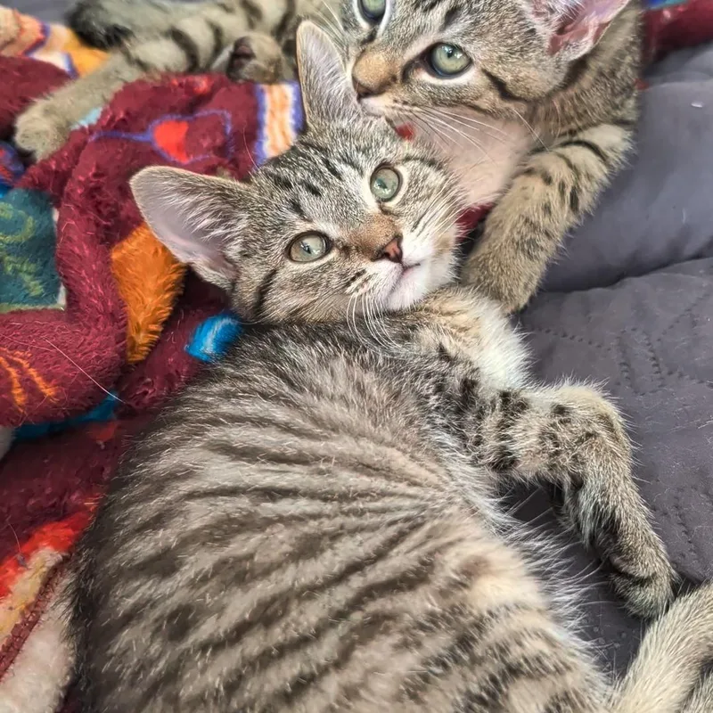 A baby small-sized female Tabby (Buff / Tan / Fawn) Domestic Short Hair cat named Flurry  Best Friends for adoption in West Jefferson, OH