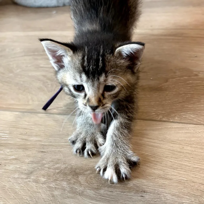 A baby small-sized male Brown / Chocolate Domestic Short Hair cat named Angel for adoption in Long Beach, CA