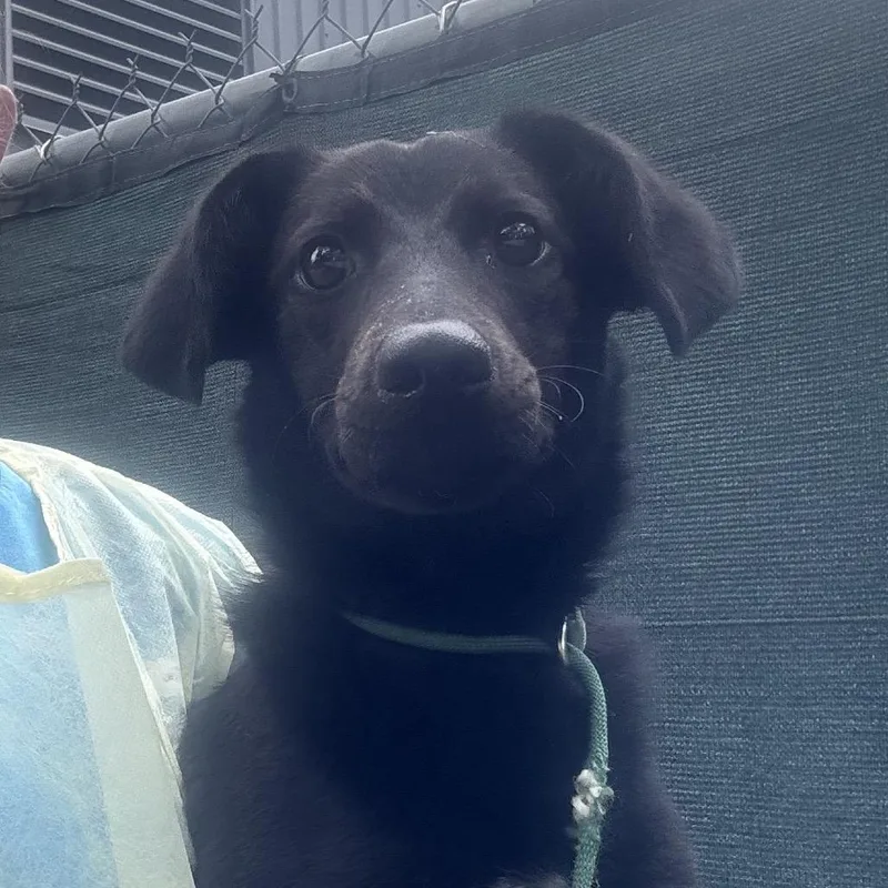 An adult medium-sized female Mixed Breed dog named Zelda for adoption in Naples, FL