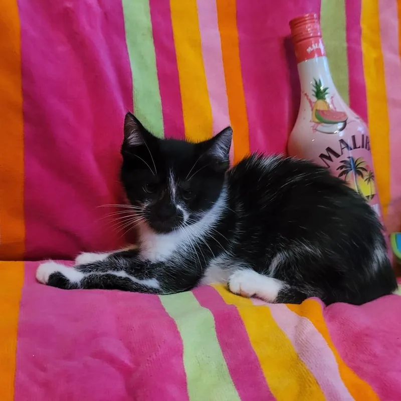 A baby small-sized male Black Domestic Medium Hair cat named Daquiri for adoption in La Grange, KY