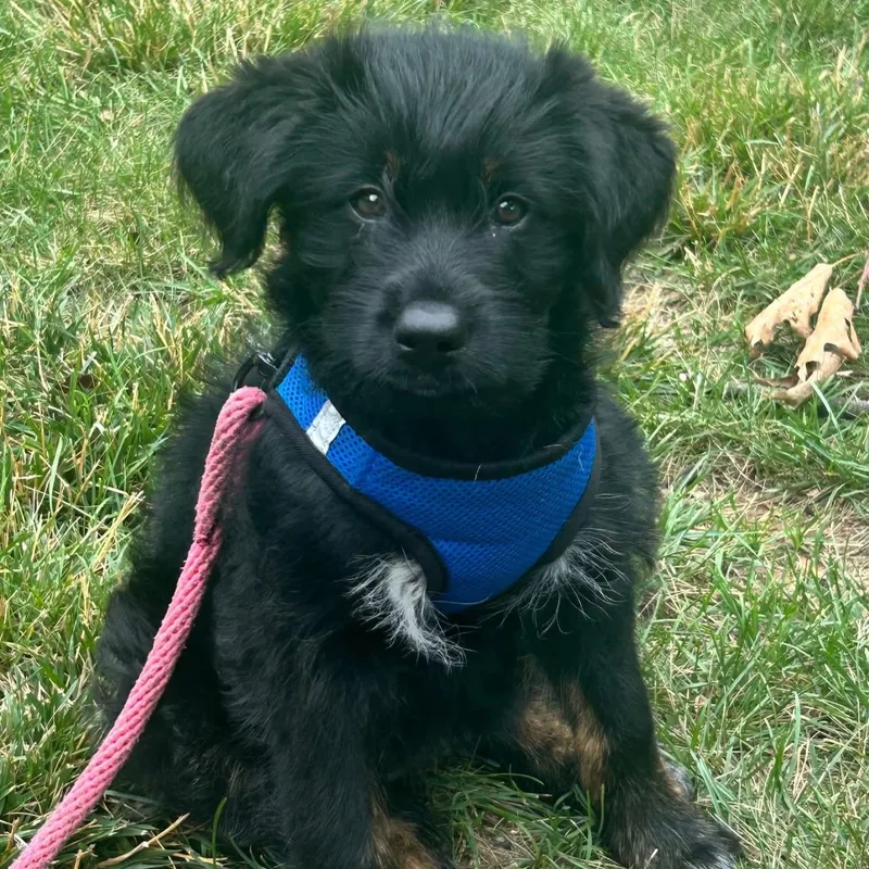 A baby medium-sized female Black Labradoodle dog named Pink for adoption in Phoenixville, PA