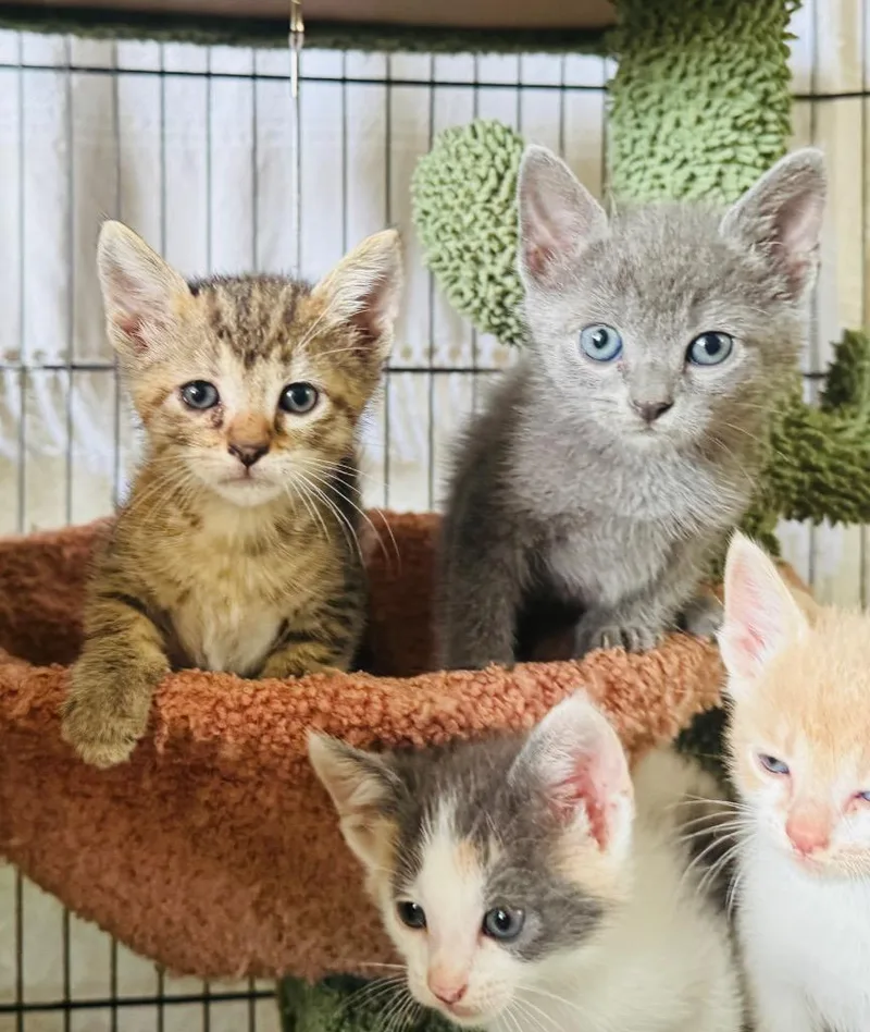A baby small-sized female Domestic Short Hair cat named Ruby for adoption in Claremore, OK