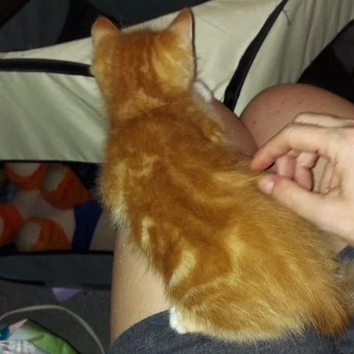 A baby medium-sized male Orange / Red Tabby cat named Floor for adoption in Richmond, VA