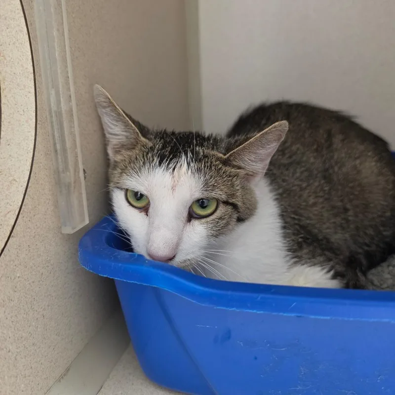 An adult medium-sized female Black Domestic Short Hair cat named Abby for adoption in Marshalltown, IA