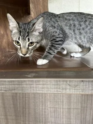 A baby small-sized male Domestic Short Hair cat named Nick for adoption in Honolulu, HI