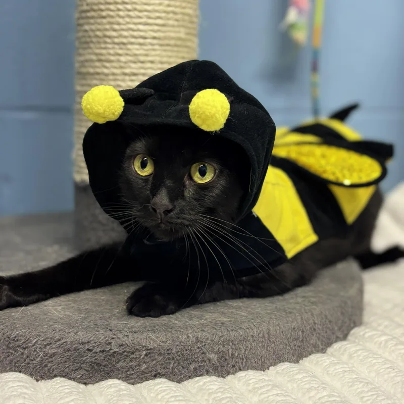 A young medium-sized female Black Domestic Short Hair cat named Diva for adoption in Lowell, AR