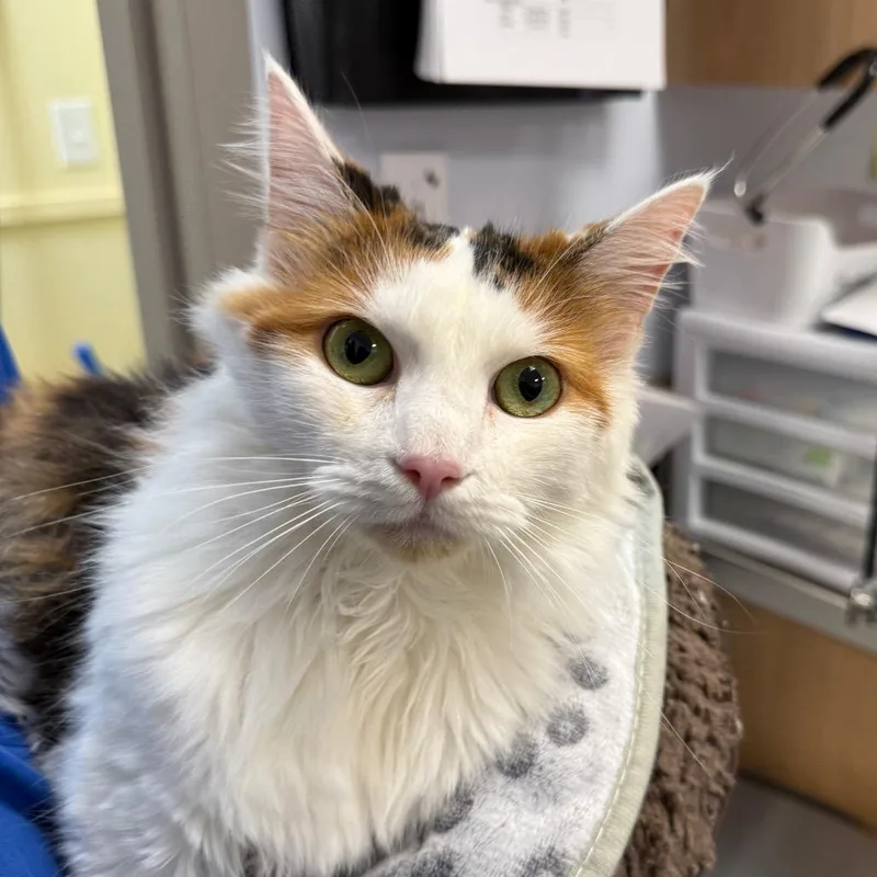 An adult medium-sized female Domestic Long Hair cat named Panna for adoption in Madisonville, TN