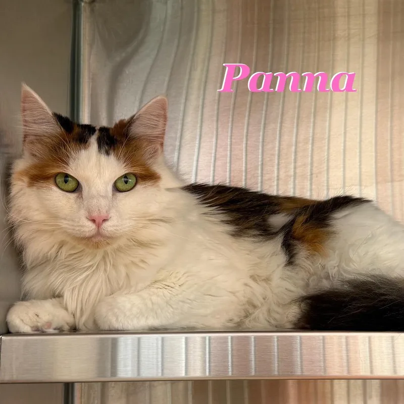 Panna thumbnail 2