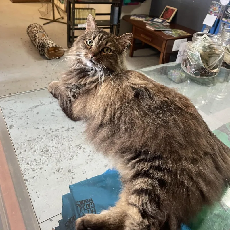 Josie At Fat Cat