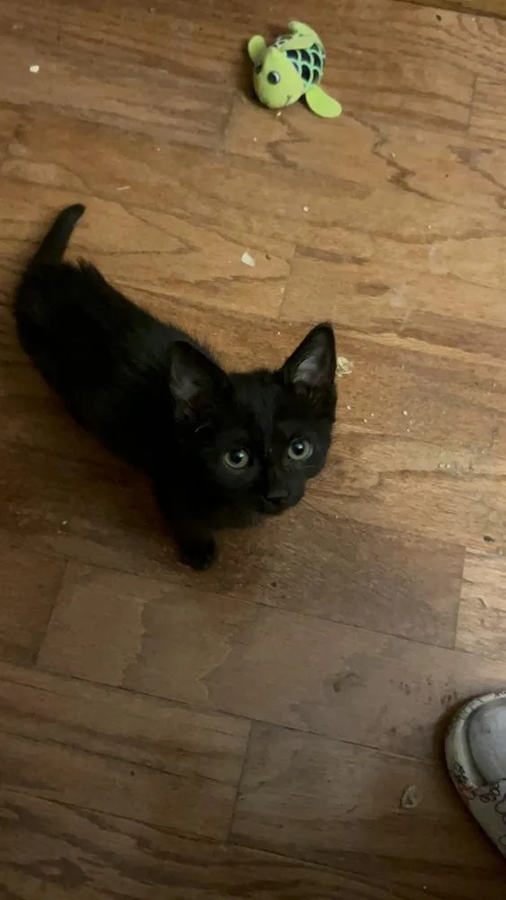 A baby small-sized male Black Domestic Short Hair cat named Bam Bam B. for adoption in Peoria, IL