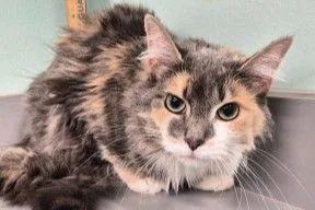 An adult small-sized female Domestic Long Hair cat named Zoomie for adoption in West Chester, PA