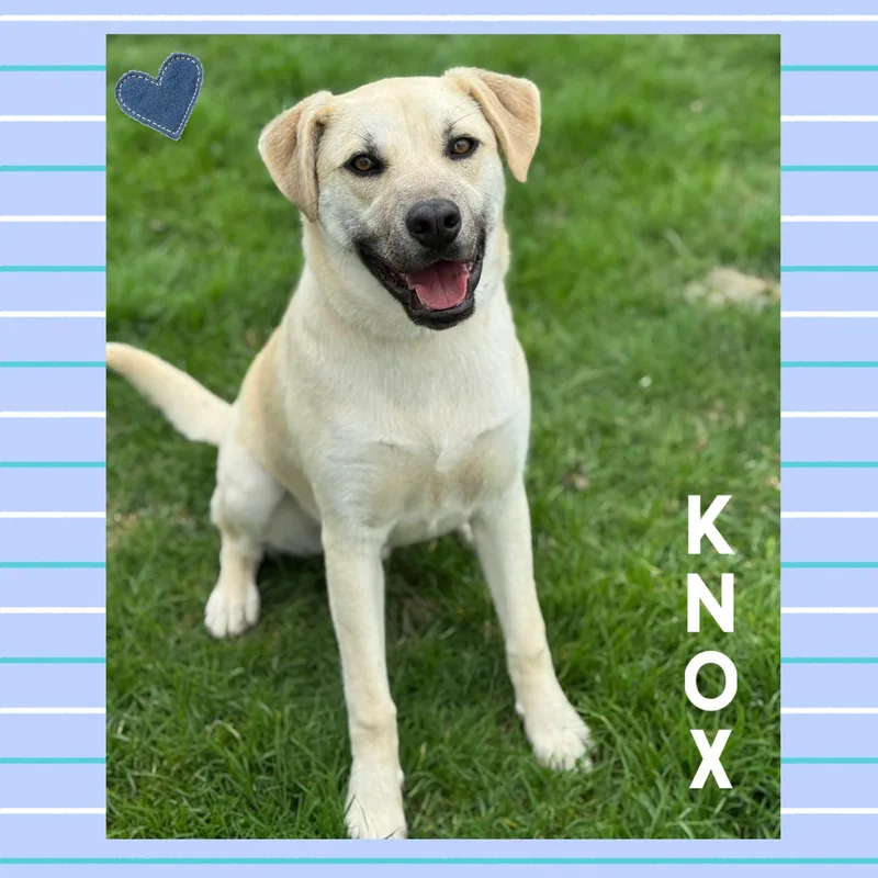 A young medium-sized male Yellow / Tan / Blond / Fawn Labrador Retriever dog named Knox for adoption in Mokena, IL