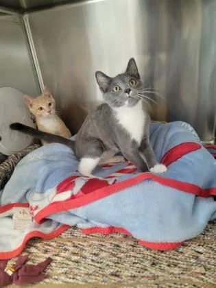 A baby small-sized male Domestic Short Hair cat named Yukon for adoption in Fergus Falls, MN