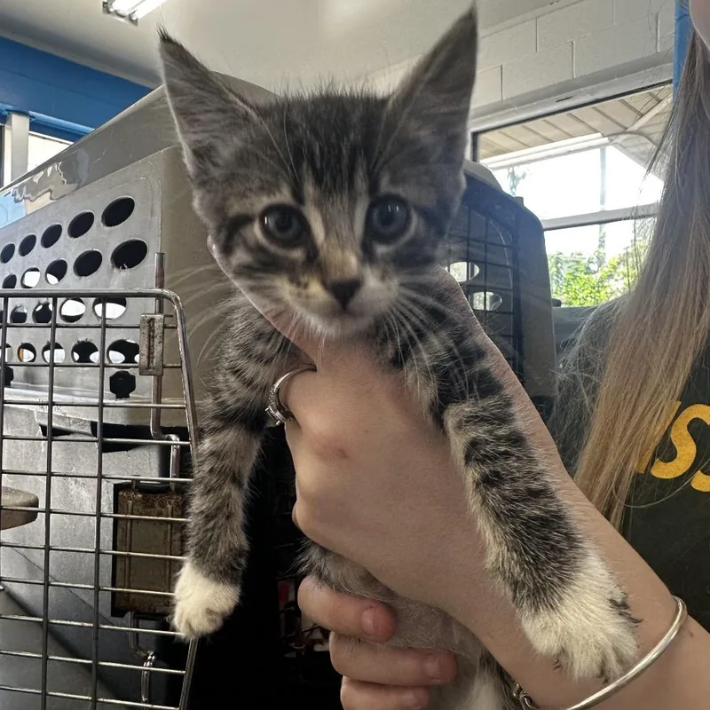 A baby small-sized female Brown / Chocolate Domestic Short Hair cat named Shasta for adoption in Montgomery, AL