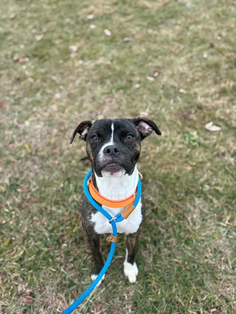 A young medium-sized male Pit Bull Terrier dog named Calisto for adoption in Waverly, NY