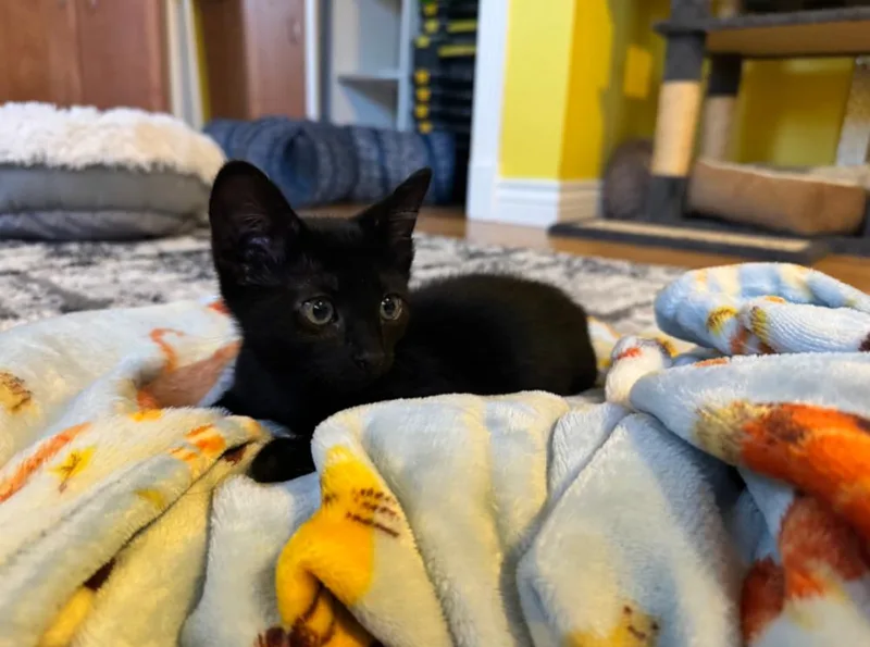 A baby small-sized female Black Domestic Short Hair cat named Waffle for adoption in Aurora, CO