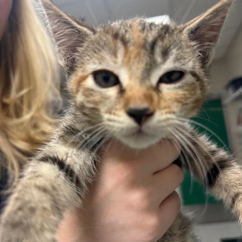 A baby small-sized female Brown / Chocolate Domestic Short Hair cat named Lagoon for adoption in Reno, NV