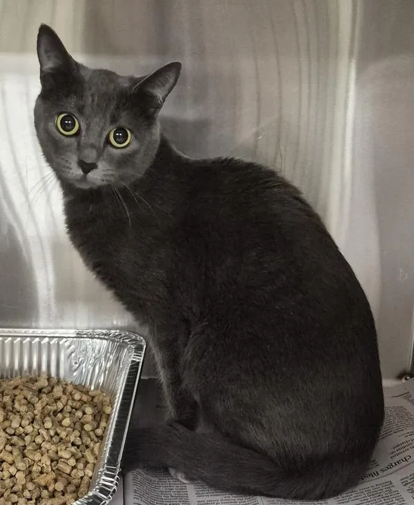 A young medium-sized female Domestic Short Hair cat named Pen C Missy for adoption in Lawrenceville, GA