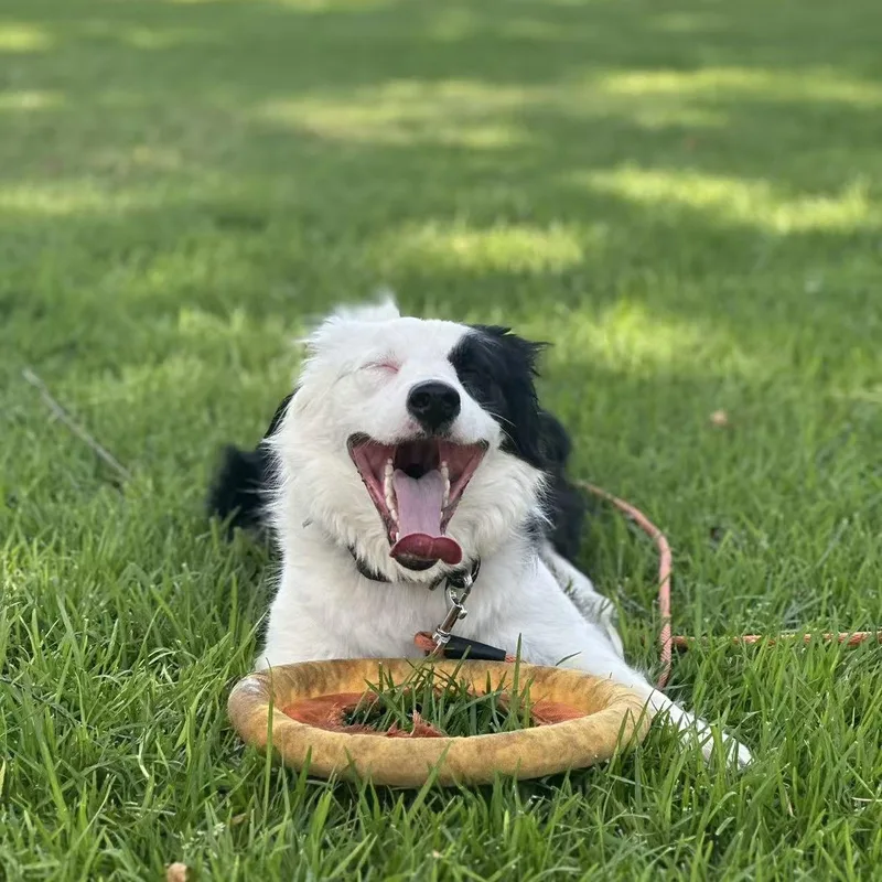 An adult medium-sized female Black Border Collie dog named Chopper for adoption in Van Nuys, CA