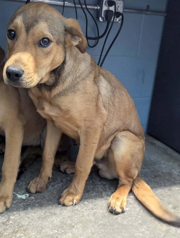 A young small-sized male Brown / Chocolate Labrador Retriever dog named Ziggy for adoption in Evansville, IN