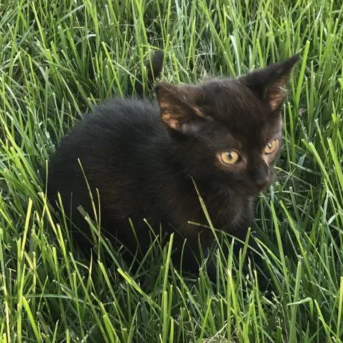 A baby small-sized male Domestic Short Hair cat named Pepper for adoption in Knoxville, TN