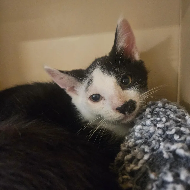 A baby small-sized male Black Domestic Short Hair cat named Corn Chip for adoption in Grantsville, UT