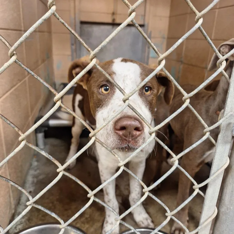 A baby medium-sized male Labrador Retriever dog named Fred for adoption in Gautier, MS