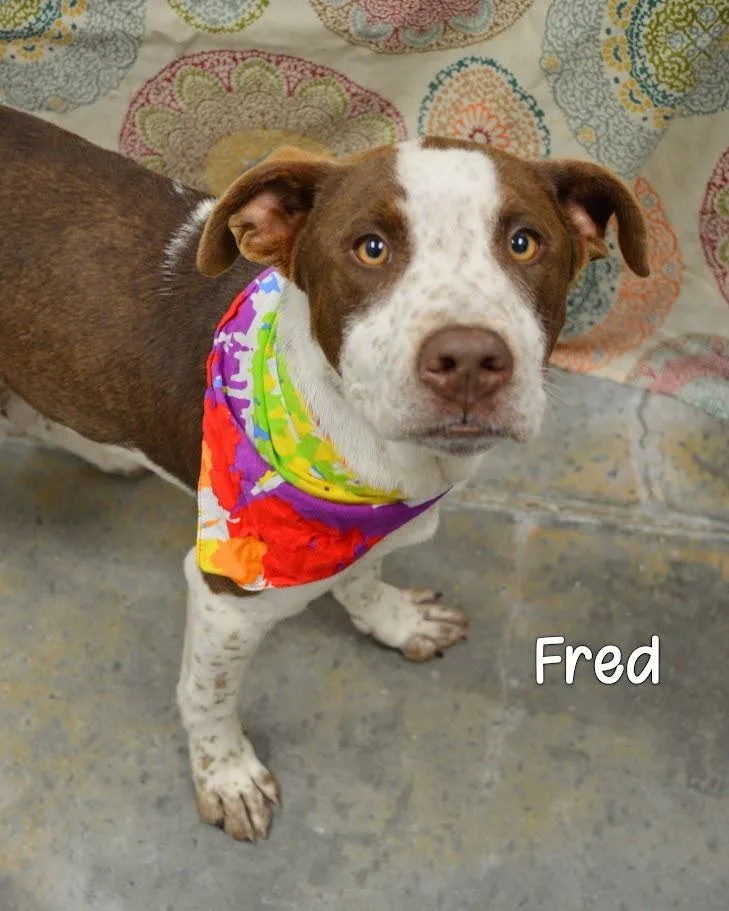 Fred thumbnail 2