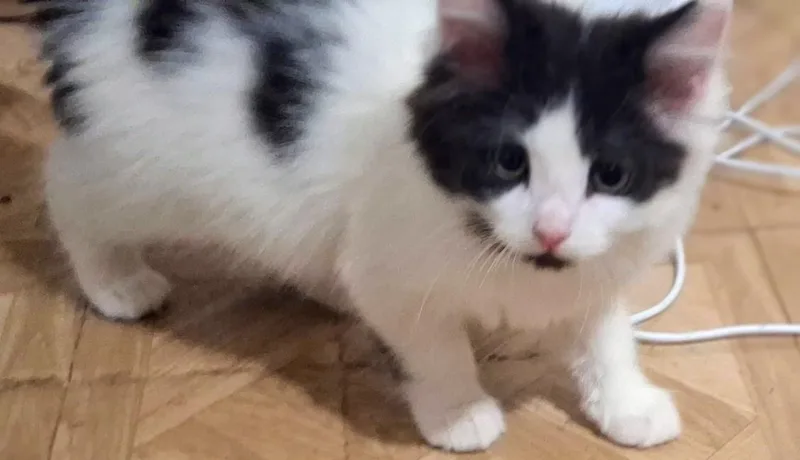 A baby small-sized female Domestic Short Hair cat named Cayenne for adoption in Canton, CT