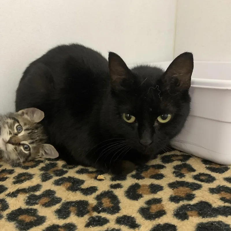 A young small-sized female Black Domestic Short Hair cat named Cera for adoption in Franklin, NC
