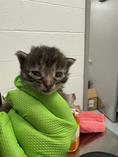 A baby small-sized female Domestic Short Hair cat named Nellie for adoption in Indianapolis, IN