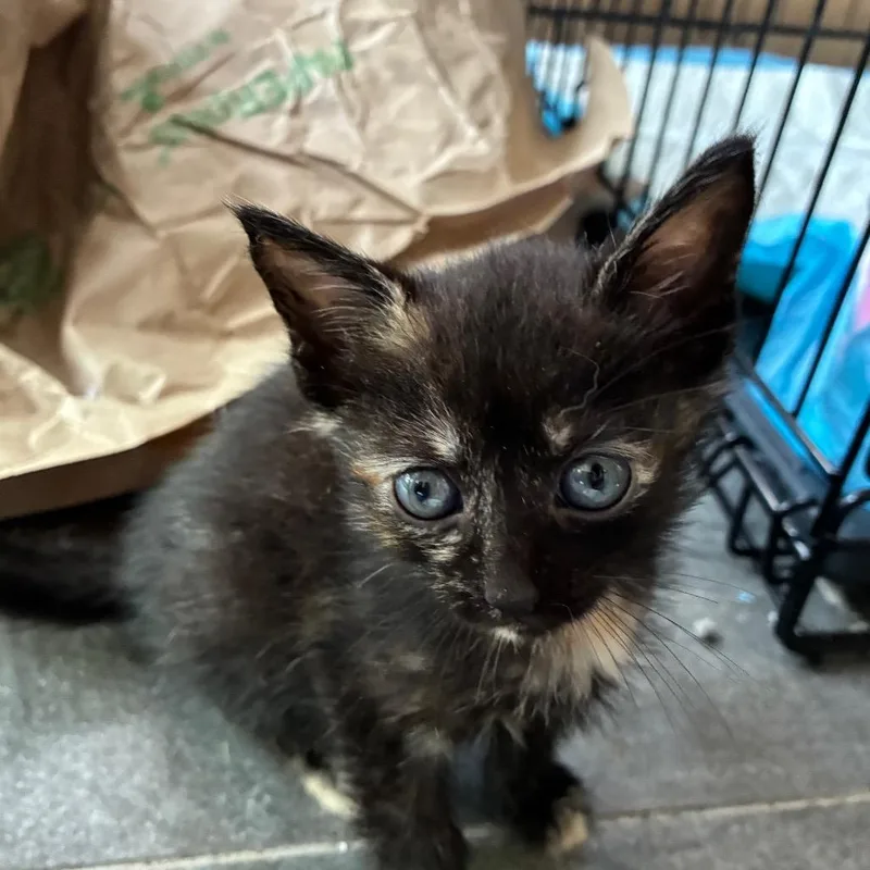 A baby small-sized female Black Domestic Short Hair cat named Willow for adoption in Woodbridge, VA